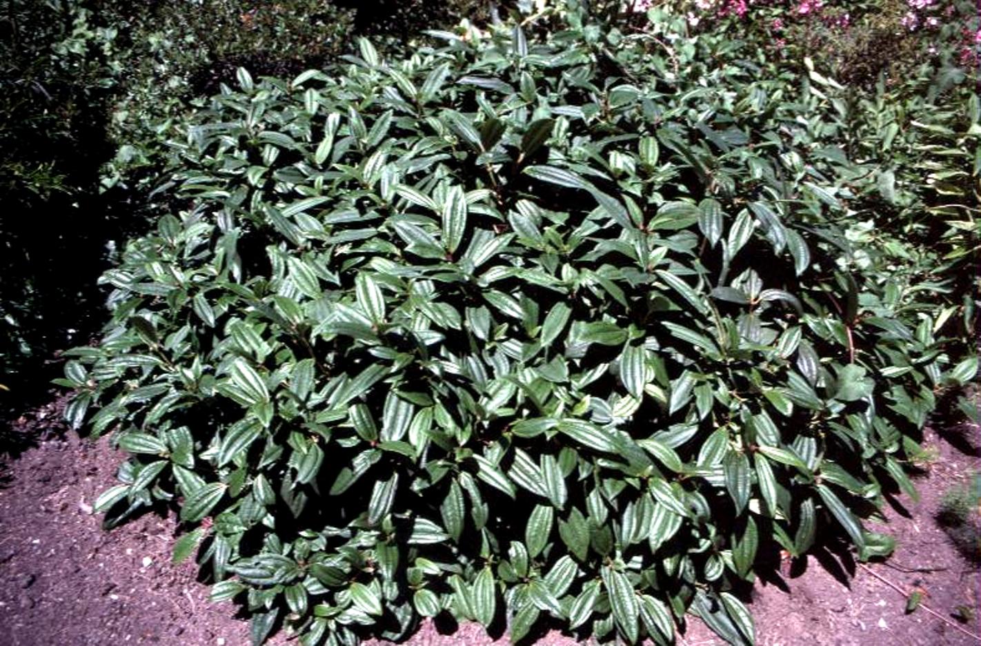 Online Plant Guide Viburnum davidii / David Viburnum